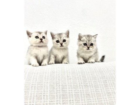 3 adet british shorthair