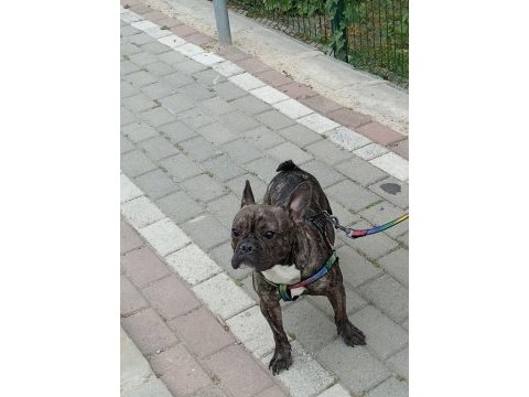 French bulldog köpeğime eş arıyorum