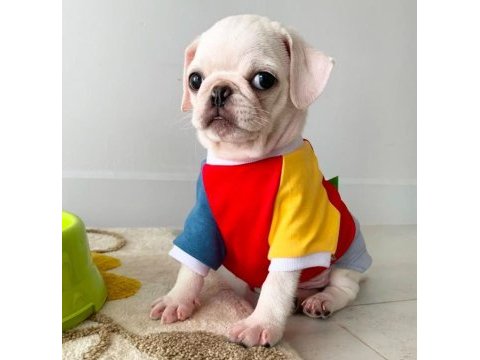 Albino pug nadir cins