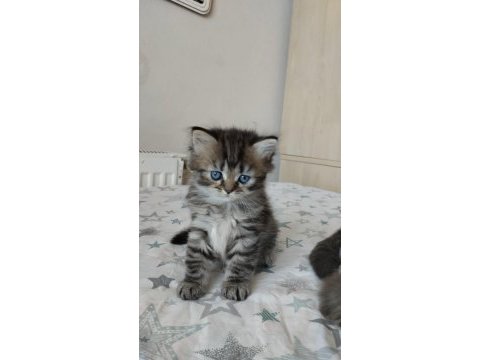 Golden ve british longhair