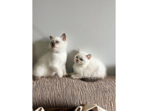 Ev üretimi bluepoint british shorthair bebeklerimiz