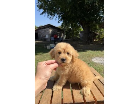 Sütlü kahveli küt burun maltipoo kızımız