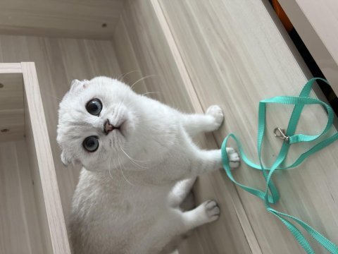 Tüm aksesuarlarıyla yavru scottish fold