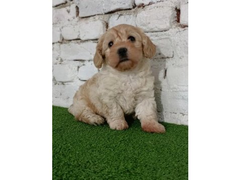 Maltipoo dişi yavrumuz
