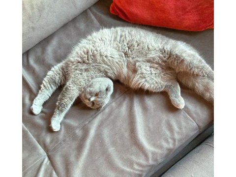 Tatlı oğlumuza yuva arıyoruz scottish fold