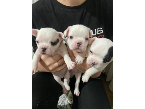 3 erkek french bulldog