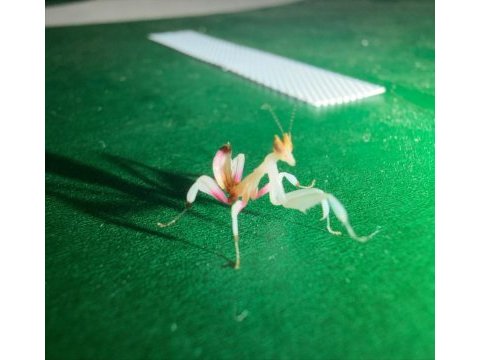 Orkide mantis (hymenopus coronatus)