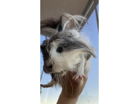 Ginepig dişi