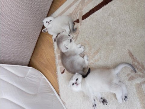 Scottish fold rezerve ye açıktır