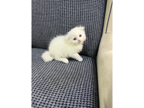 British longhair kedisi