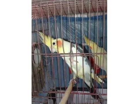 3 yavrulu sultan papağanı çifti