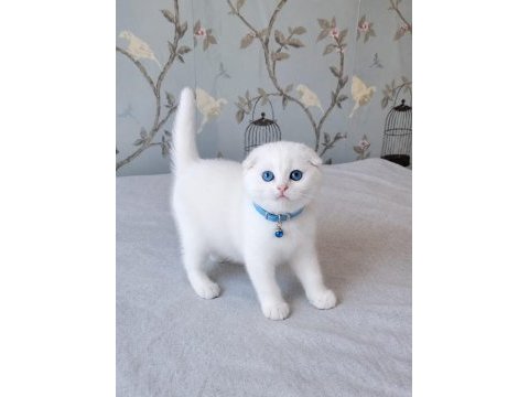 Beyaz mavi gözlü scottish fold bebekler