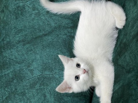 British shorthair