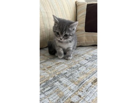 Safkan british shorthair bebişler