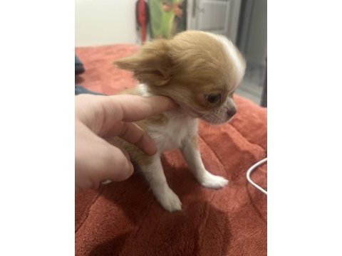 Orijinal chihuahua