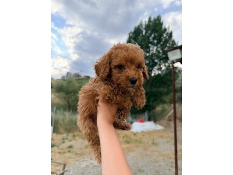 Tuvalet eğitimli maltipoo bebekler