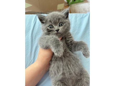 7 haftalık scottish fold yavrular yeni evine gitmeye hazır
