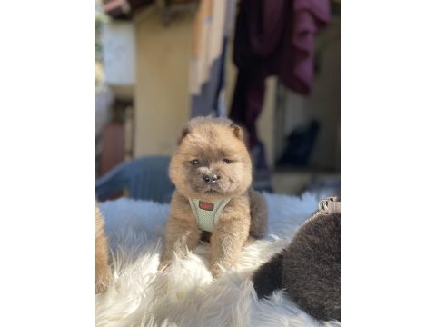 Yüksek kalite chow chow yavruları