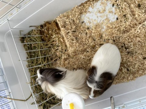Yuva arıyorum ginepig için