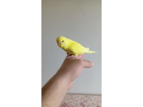 Ev üretimi yavru muhabbet kuşu