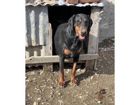 Safkan doberman anaç