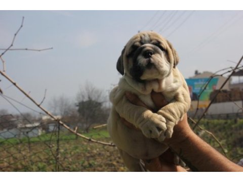 Sitenin dedikodusu bulldog ponçiklerim