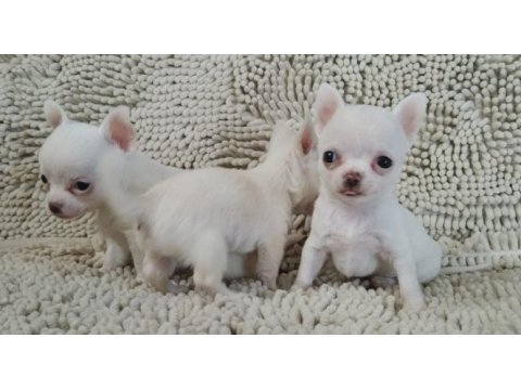 Şivava türkiye şampiyonu babanın yavruları chihuahua