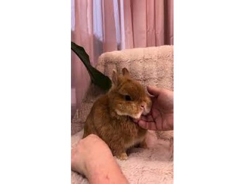 1 aylık sütten kesilmiş netherland dwarf tavşanlar