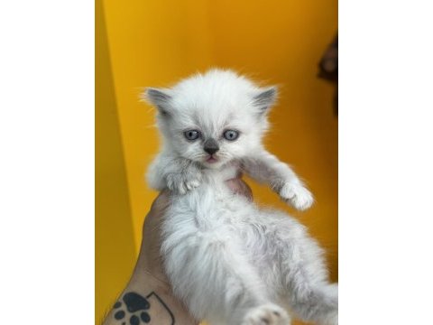 Kar beyazı british longhair yavrularım