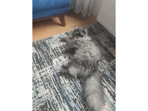 Eşyalarıyla beraber sahiplendirilecek chinchilla
