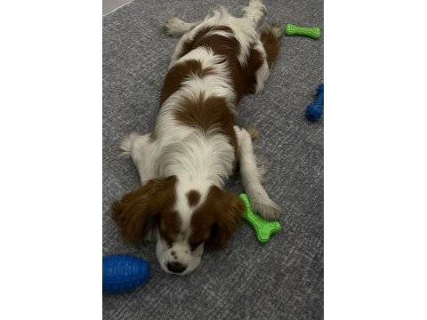 Arkadaş canlısı cavalier king charles