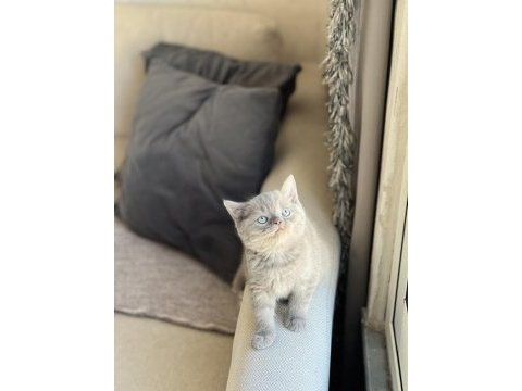 Lilac teslime hazır british shorthair yavrum