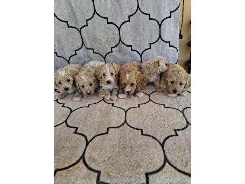 A kalite sağlıklı orjinal maltipoo