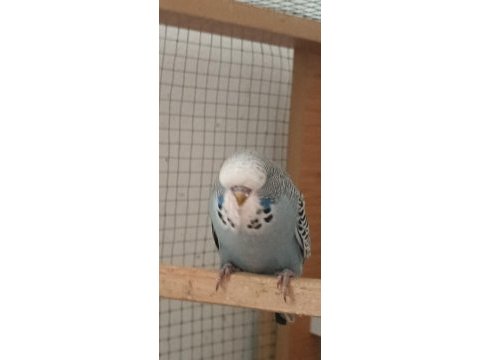 Show jumbo muhabbet kuşu yavrular