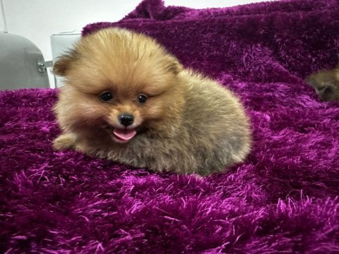 Irk garantılı tea cup pomeranian boo