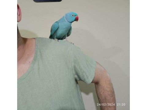 Konuşan mutasyon pakistan papağanı