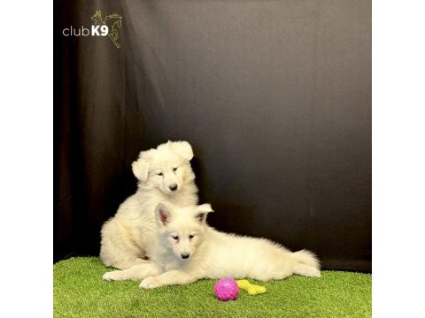 Beyaz alman kurdu yavruları