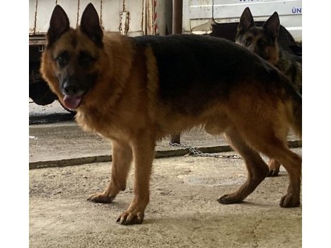 Şecereli safkan alman çoban köpeği