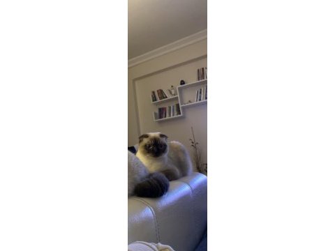 Scottish fold