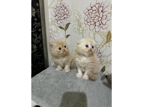 Kedilerimiz için açıklamayı okuyunuz