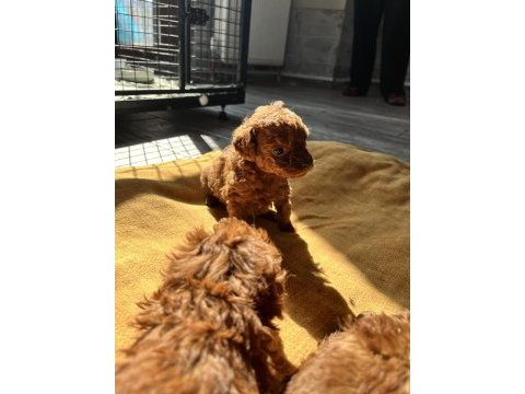 Kore red brown toy poodle yavruları