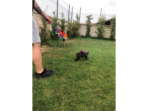 Dişi french bulldog