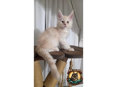 Kusursuz soy ağacından gelen erkek maine coon