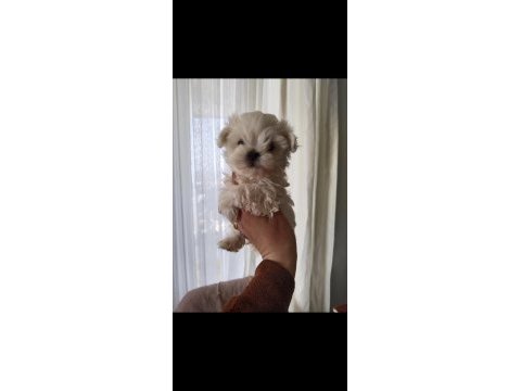 Pamuk maltese yumakları sizleri bekliyor