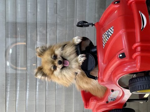 1.5 yaşında erkek pomeranian