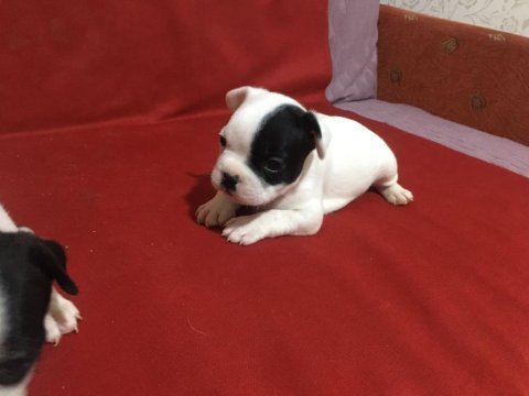 0-3 aylık french bulldog yavrularımız