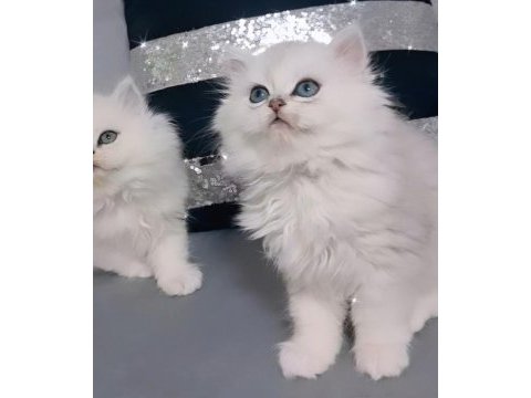 British longhair ares paşa longhair