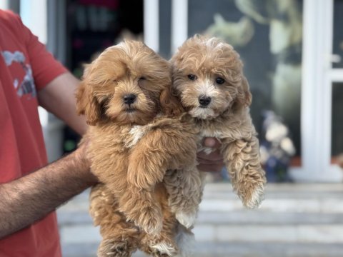 Petmode köpek çiftliğinden maltipoo yavrularımız