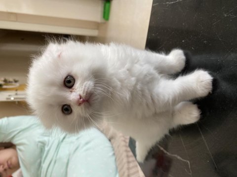 Kahramanmaraş içi elden teslim scottish fold kediler