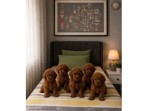 Ev üretimi orjinal toy poodle